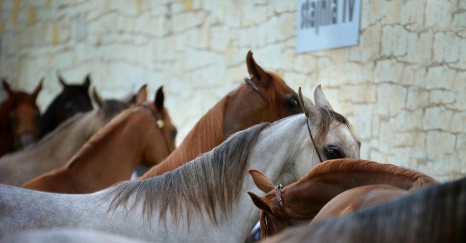 zdjęcie: Policja odebrała właścicielowi siedem zaniedbanych koni / pixabay/3791949
