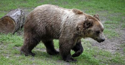 Niedźwiedź chodzi po wsi Bykowce, gmina ostrzega mieszkańców