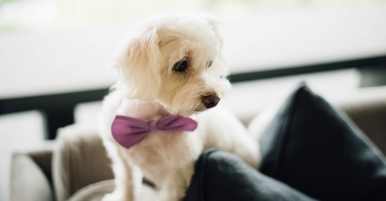zdjęcie: Nie kop psa uszyj mu muszkę / pixabay/2595917