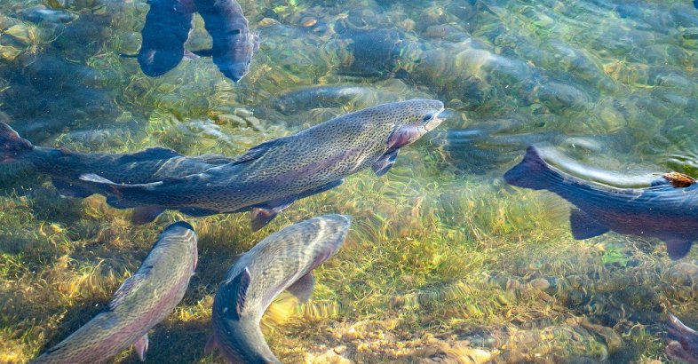 zdjęcie: Uwaga hodowcy ryb - od 1 lipca można złożyć w ARiMR wniosek o dofinansowanie / pixabay/4725772