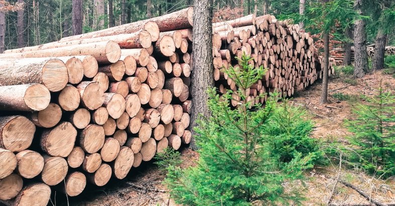 zdjęcie: Burmistrz Woli interweniuje w sprawie wycinki ponad 3200 drzew na Odolanach / pixabay/2120151