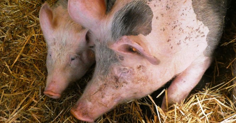 zdjęcie: Pomoc dla producentów świń, którzy w związku z obowiązującym zakazem utrzymywania w gospodarstwie świń zaprzestali produkcji / pixabay/4668060