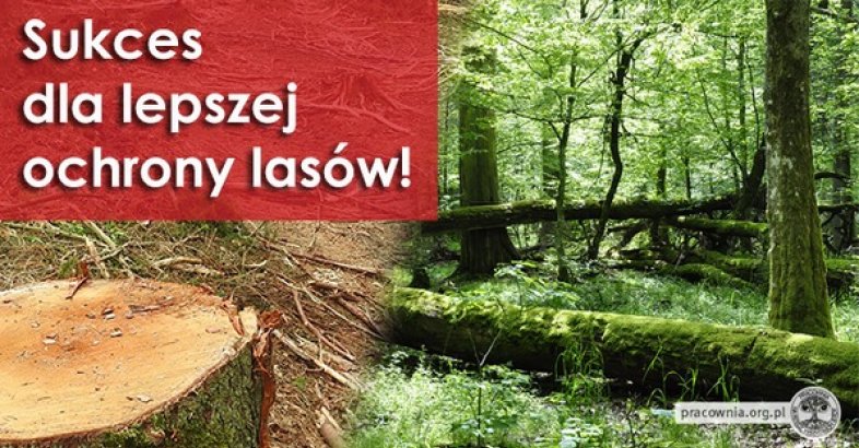 zdjęcie: Wielki sukces dla lepszej ochrony lasów! / fot. materiał prasowy