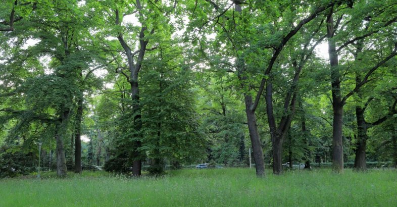 zdjęcie: Jaka przyszłość terenu zieleni z kortami przy Pułtuskiej? / fot. nadesłane