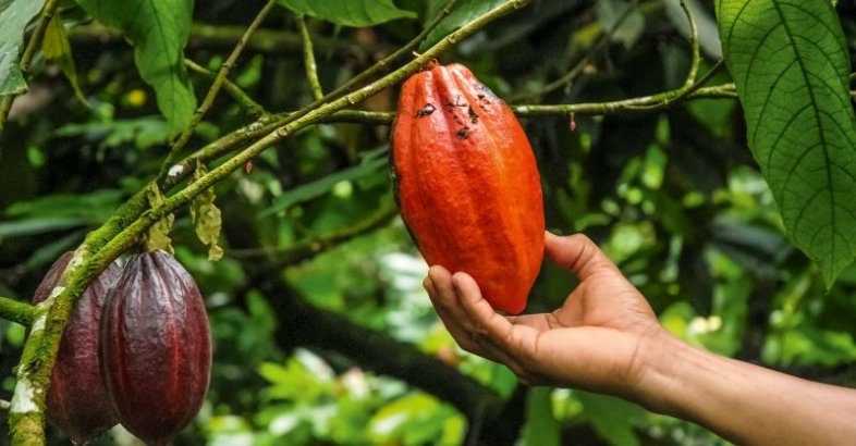 zdjęcie: Ferrero pozyskuje 100% kakao ze zrównoważonych źródeł / fot. nadesłane