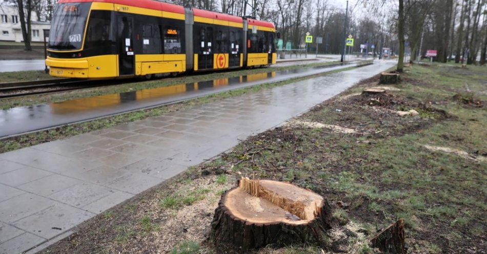 zdjęcie: Przez 5 lat wycięto 37 tys. drzew w Warszawie – najwięcej spośród dużych miast / fot. PAP