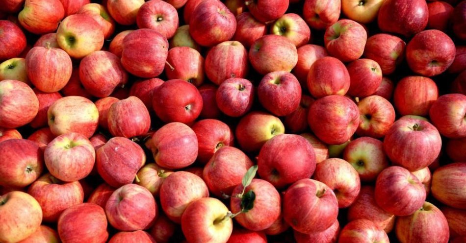 zdjęcie: 47 zakładów wyraziło już chęć wzięcia udziału w programie wsparcia dla producentów jabłek / fot. PAP
