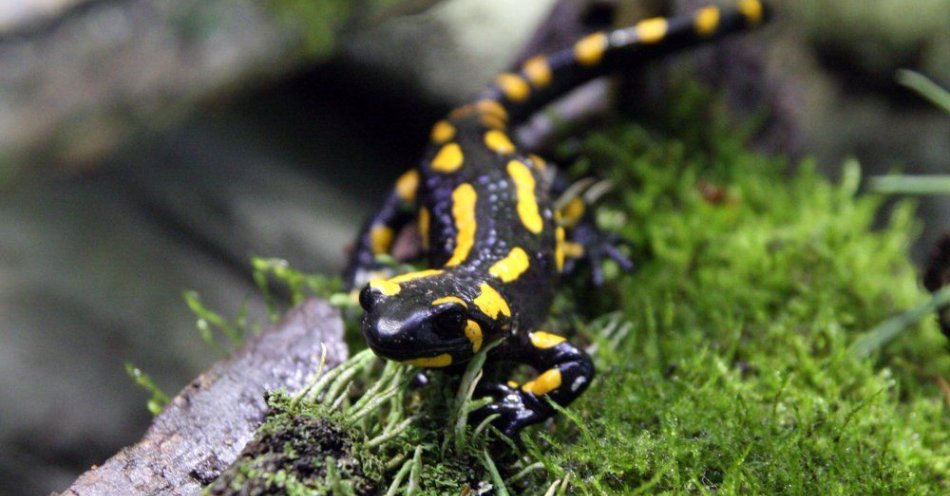 zdjęcie: Na Podkarpaciu salamandry plamiste rozpoczęły okres rozrodu / fot. PAP