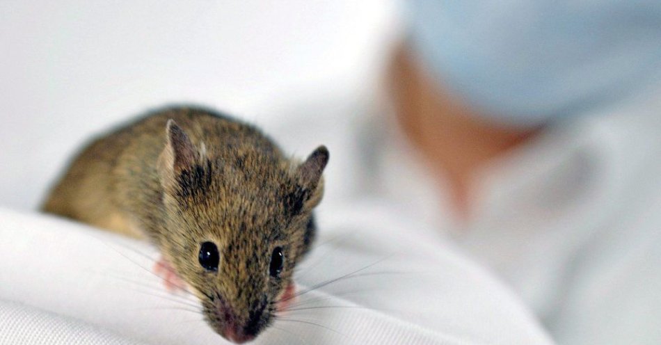 zdjęcie: Ograniczenie kalorii i jedzenie o odpowiedniej porze dnia wydłuża życie myszy / fot. PAP
