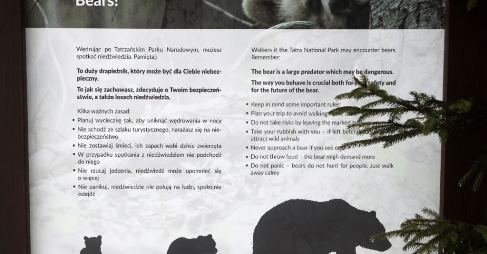 zdjęcie: Niedźwiadek z Doliny Bystrej ma się dobrze; jest obserwowany przez przyrodników / fot. PAP