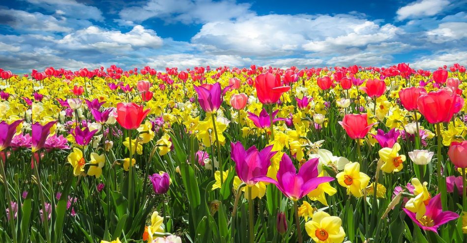 zdjęcie: Na Kwiatka urosną kwiaty, czyli kolejna łaka wysiana na płockich ulicach / pixabay/1197602