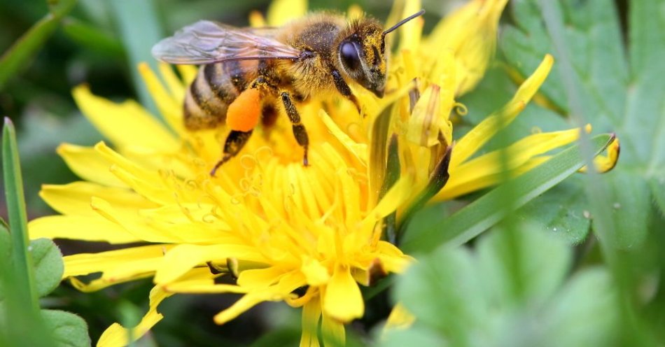 zdjęcie: Pamiętajmy o roli, jaką w ekosystemie odgrywają zapylacze w tym pszczoły / fot. PAP