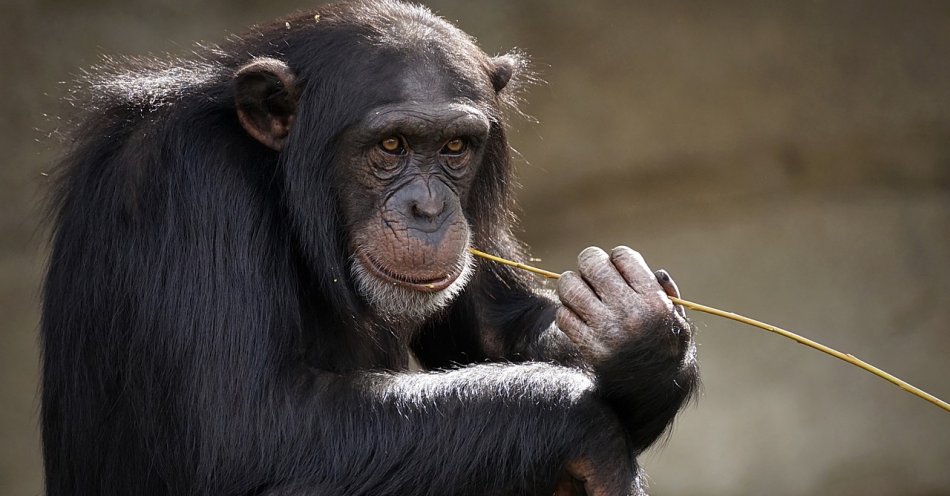 zdjęcie: Szympansy 