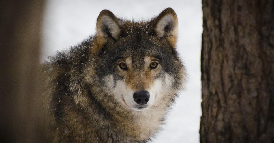 zdjęcie: Czy powinniśmy zgodzić się na odstrzał wilków? / pixabay/2106894