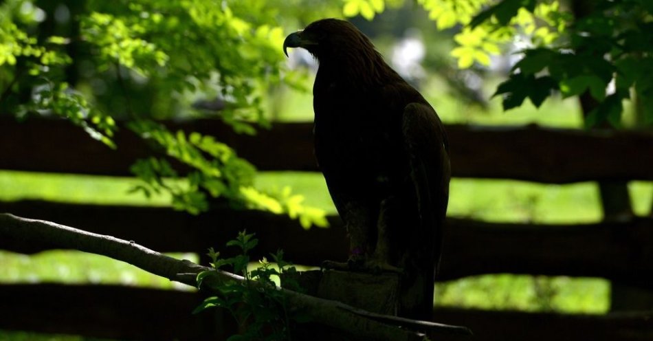 zdjęcie: Młode orły przednie wkrótce opuszczą swoje gniazda w Karpatach / fot. PAP