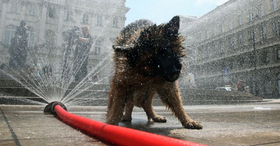 zdjęcie: Przez upały do lecznic trafia coraz więcej psów z udarami cieplnymi / fot. PAP