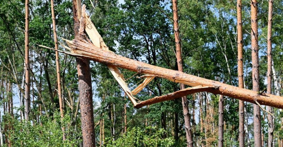 zdjęcie: Zakaz wstępu do lasów, które najmocniej ucierpiały w wyniku sobotniej burzy / fot. PAP