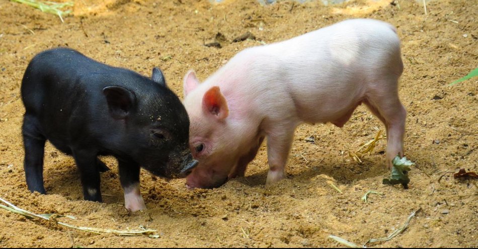zdjęcie: Przeszczepy od świń mogłyby ratować ludzi / pixabay/2530930