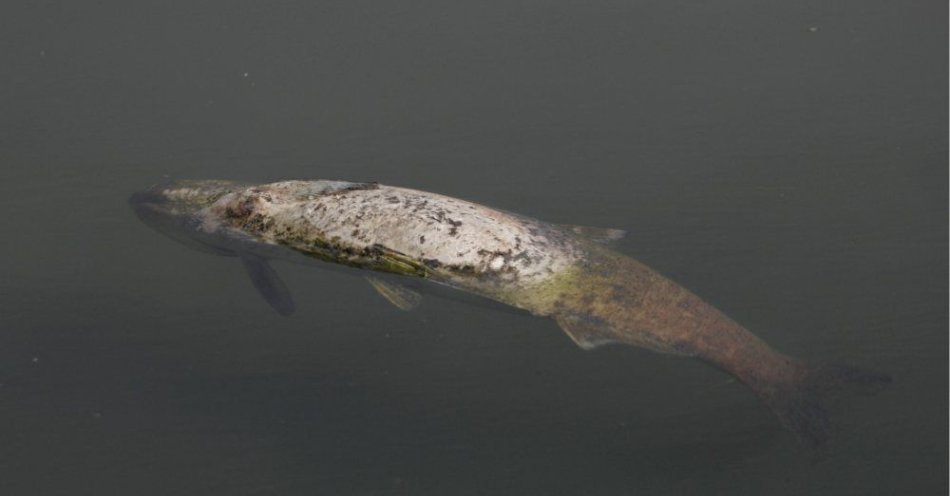 zdjęcie: śnięte ryby w Odrze, trwa szukanie przyczyny / fot. PAP