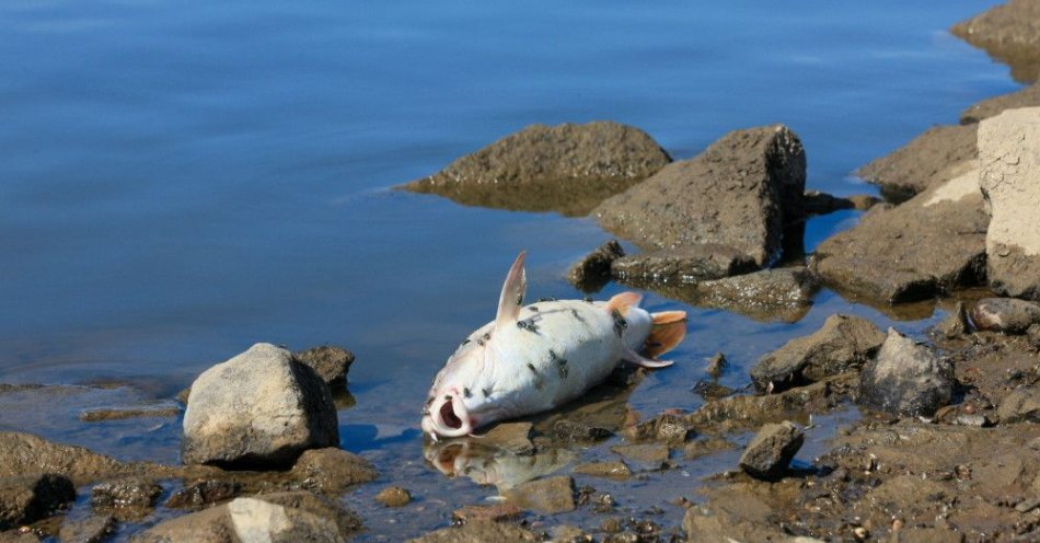 zdjęcie: Sygnalizowaliśmy problem śniętych ryb w Odrze 31 lipca / fot. PAP