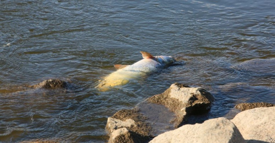 zdjęcie: Pomór ryb w Odrze nie ma związku z rybami śniętymi w Kanale Kędzierzyńskim / fot. PAP