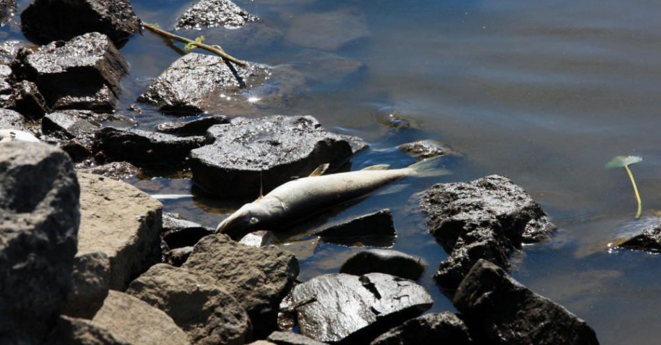 zdjęcie: RCB alarmuje o zanieczyszczonej wodzie w Odrze / fot. PAP