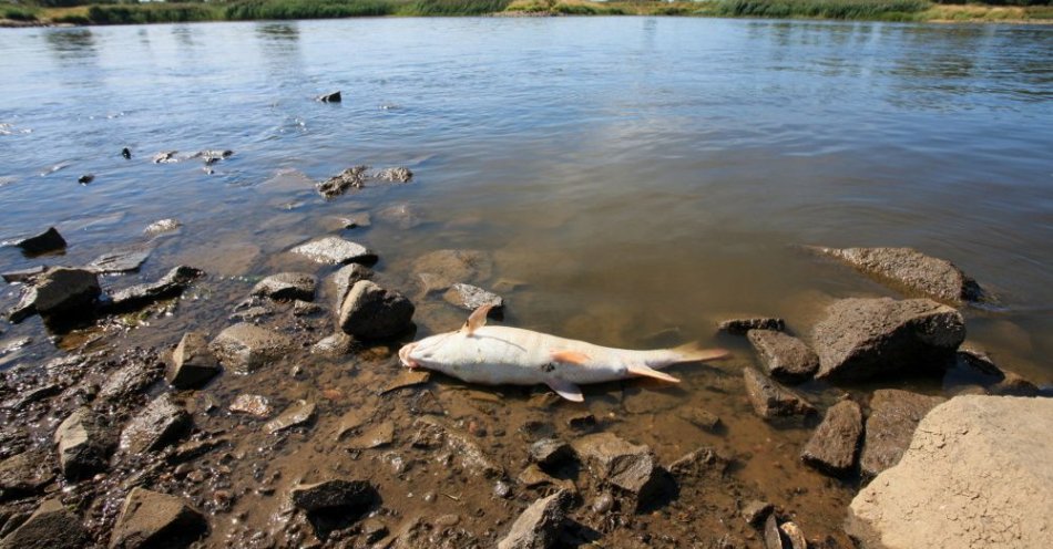 zdjęcie: Alert RCB o zanieczyszczonej wodzie w Odrze / fot. PAP