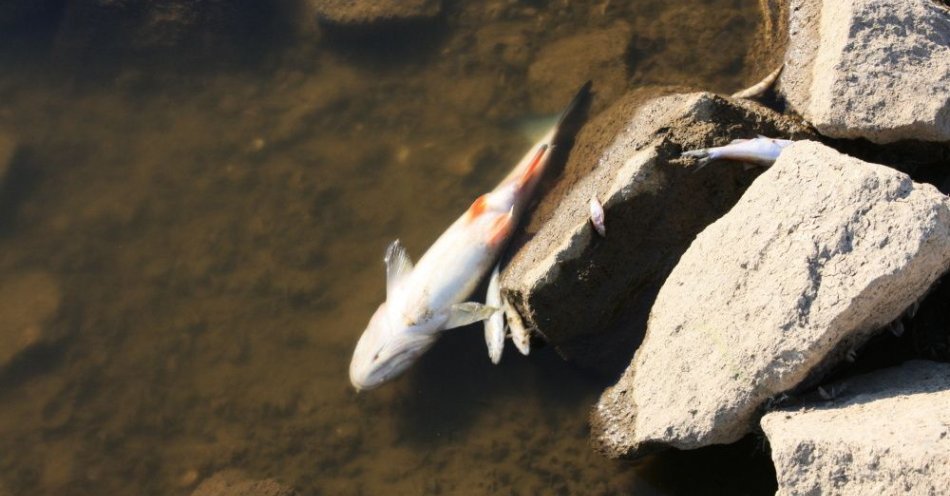 zdjęcie: Rzeki łatwo zatruć, trudno oczyścić / fot. PAP