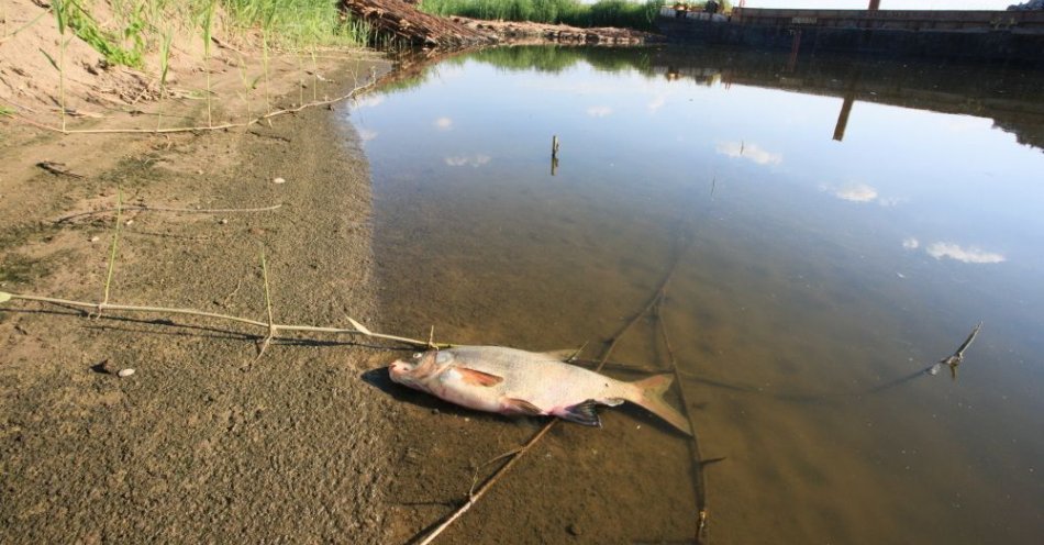 zdjęcie: Rekomendacje m.in. o niekąpaniu się w rzece i niepojeniu w niej zwierząt / fot. PAP