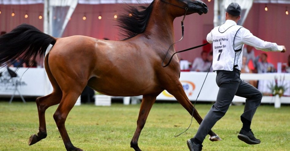 zdjęcie: Prawie 1,6 mln euro za konie na aukcji Pride of Poland / fot. PAP