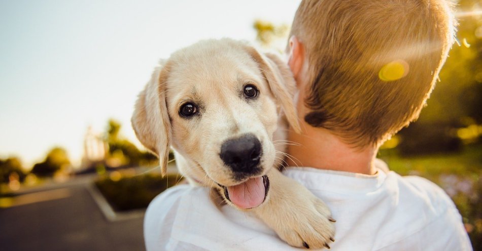 zdjęcie: Międzynarodowy Dzień Psa - do czego potrzebna nam psia przyjaźń? / pixabay/3344414