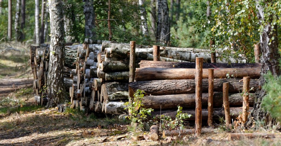 zdjęcie: Odpowie za kradzież drewna z lasu / pixabay/3681918