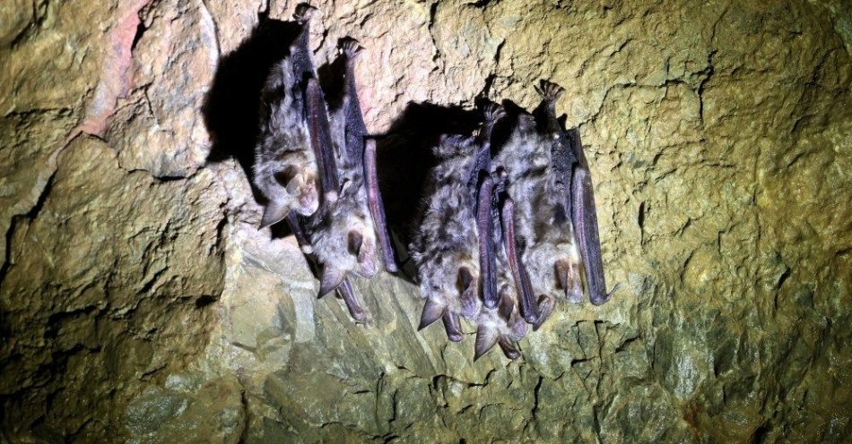 zdjęcie: RDOŚ apeluje o niewchodzenie zimą do jaskiń, by nie wybudzić nietoperzy / fot. PAP
