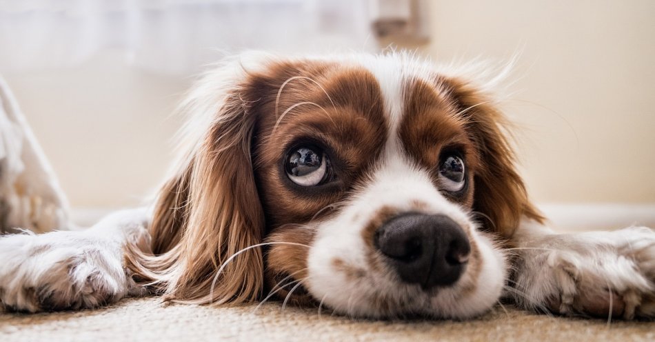 zdjęcie: Czego nie może jeść pies? / pixabay/2785074