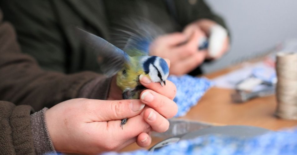 zdjęcie: W ten weekend ornitolodzy w całej Polsce znakują ptaki. Każdy może pomóc / fot. PAP