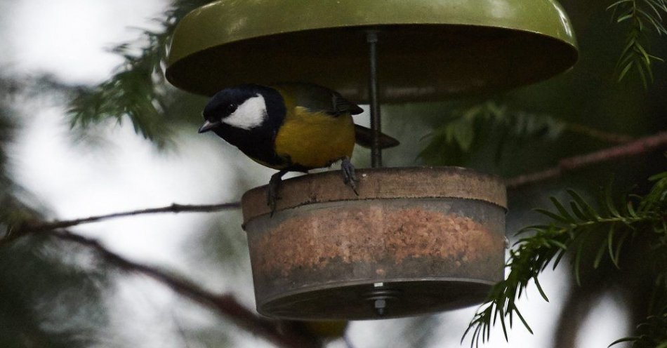 zdjęcie: Warto pomagać ptakom zimą, trzeba to tylko robić rozsądnie / fot. PAP