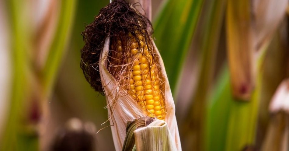 zdjęcie: Polska wystąpi z wnioskiem o przywrócenie ceł na ukraińską kukurydzę / fot. PAP