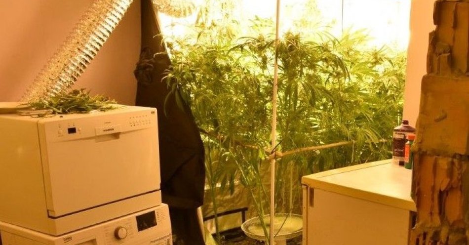 zdjęcie: Plantacja marihuany w mieszkaniu 30-latka / fot. KPP w Piszu