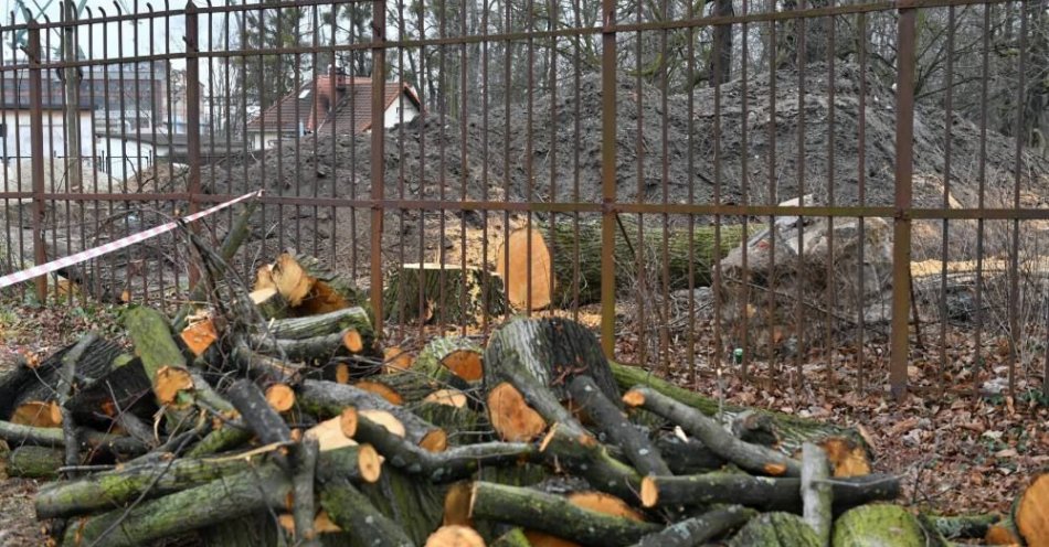 zdjęcie: Komisja wykreśliła z projektu ustawy deregulacyjnej przepisy ułatwiające wycinkę drzew na prywatnych posesjach / fot. PAP