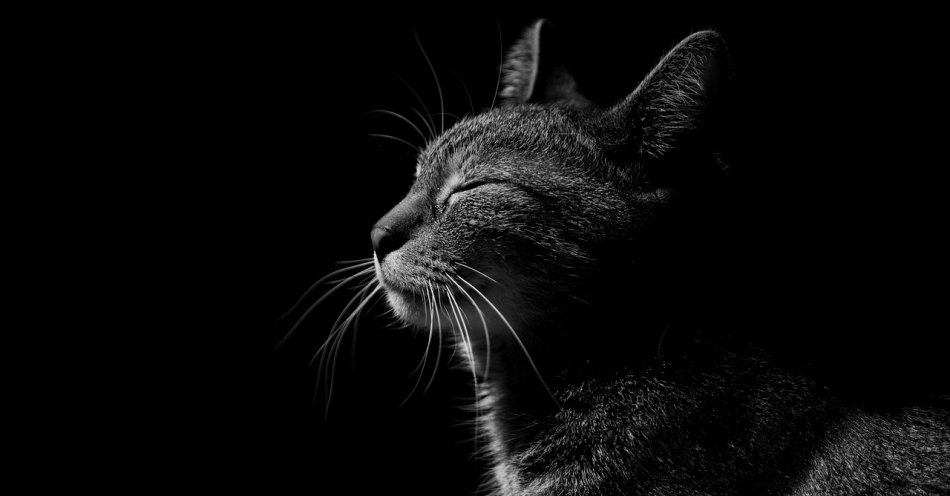 zdjęcie: 5 najpopularniejszych ras kotów - charakter i pielęgnacja / pixabay/4184276