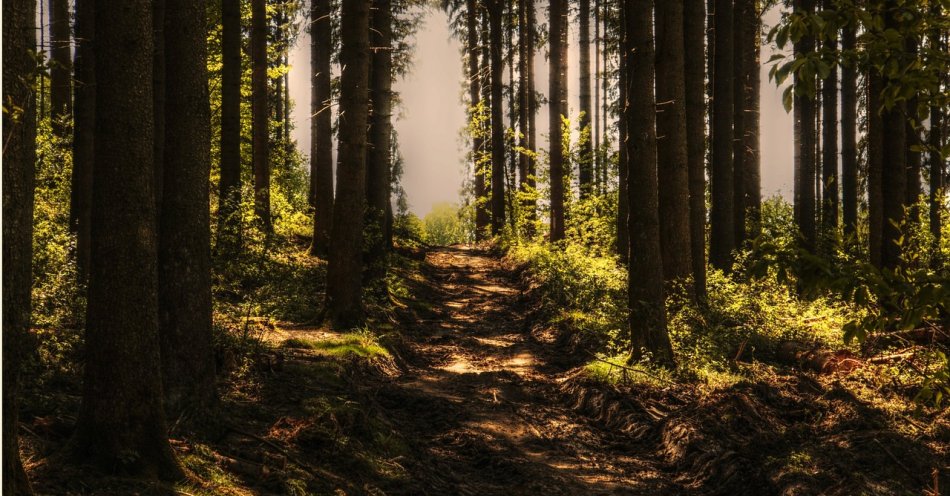 zdjęcie: A najlepiej tak w las pójść i niczego nie zbierać, o niczym nie myśleć / pixabay/3410846