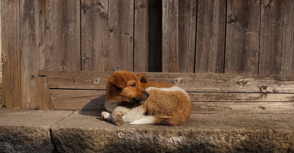 zdjęcie: Bezdomność zwierząt to problem, który wymaga uwagi i działania / pixabay/1151195