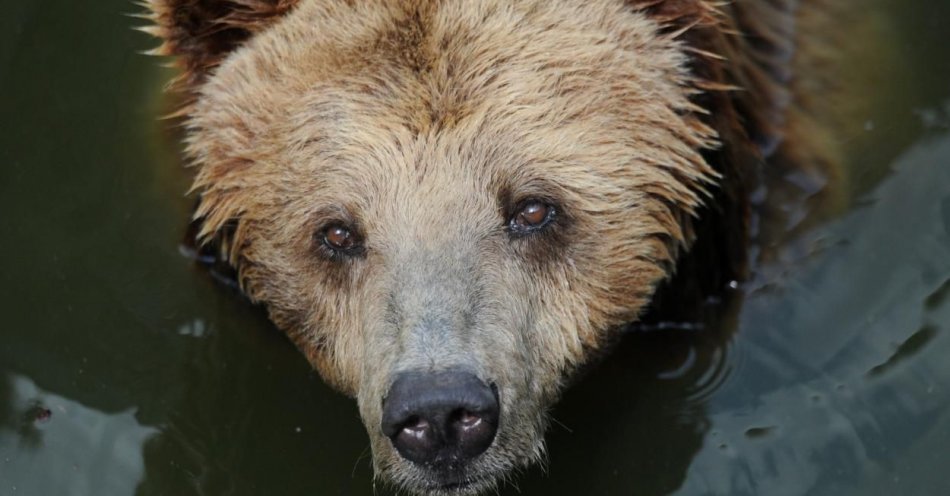 zdjęcie: Niedźwiedź zarejestrowany przez fotopułapkę na Babiej Górze / fot. PAP