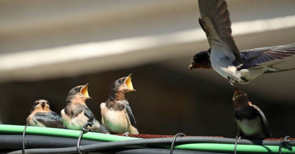 zdjęcie: Ptaki mają mniej młodych z powodu ocieplania się klimatu / fot. PAP