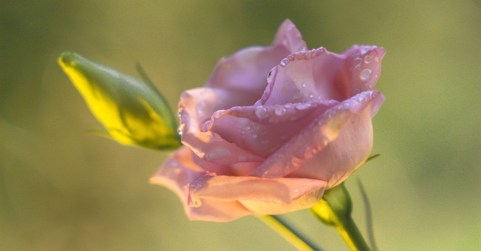 zdjęcie: Podręcznik o różach I / pixabay/7101236