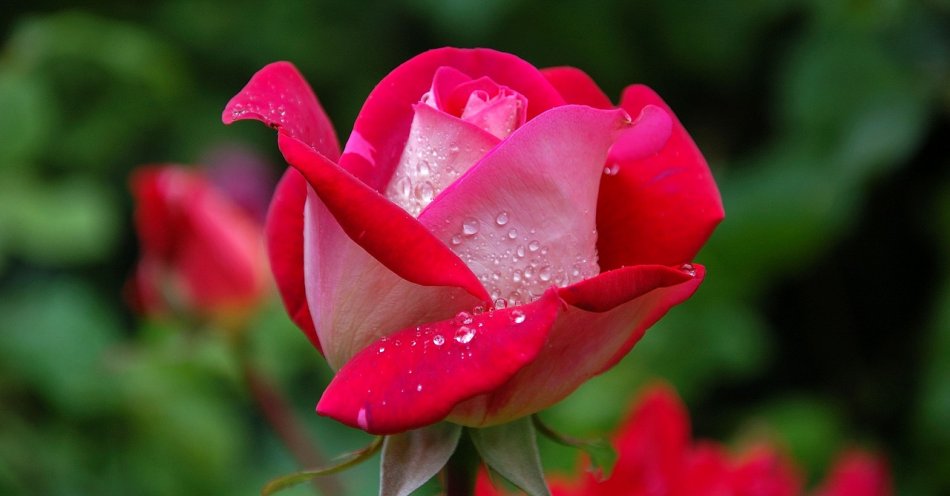 zdjęcie: Podręcznik o różach III / pixabay/339236