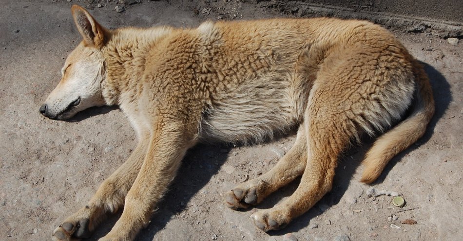 zdjęcie: Znaleziono ok. 20 zaniedbanych psów. 47-latek usłyszy zarzut znęcania się nad zwierzętami / pixabay/1168123