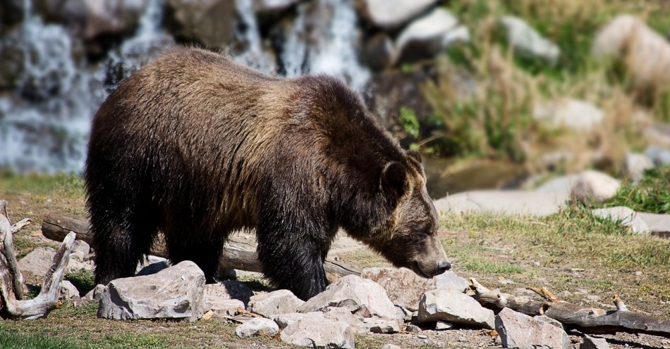 zdjęcie: Stan mężczyzny zaatakowanego przez niedźwiedzia jest stabilny / pixabay/2788682