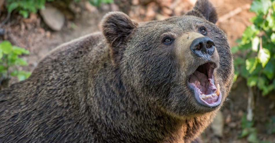 zdjęcie: Mężczyzna zaatakowany przez niedźwiedzia to aktywista Dzikich Karpat / pixabay/3405945