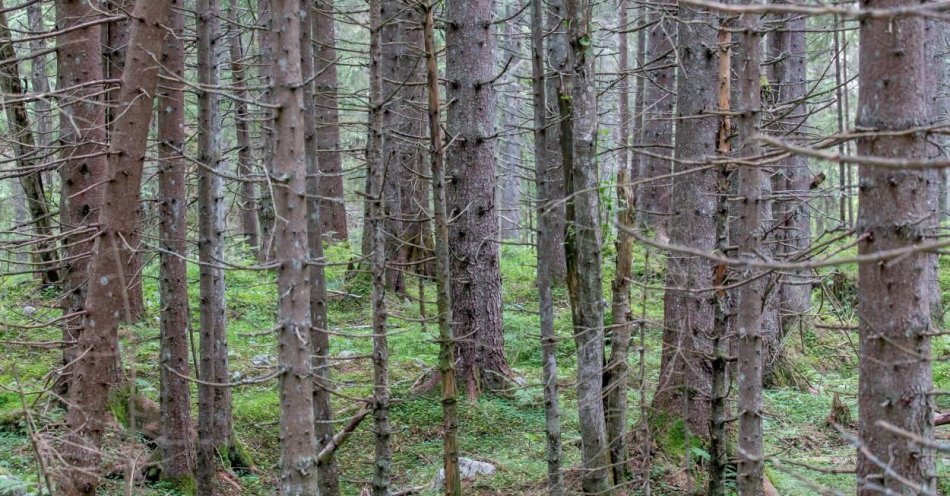zdjęcie: Tatry świerkami już nie stoją – w ich miejscu rośnie nowy, zróżnicowany las / fot. PAP